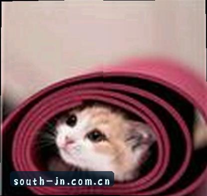 张磊
